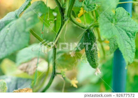 Growing cucumbers in the garden. The growth and blooming of greenhouse cucumbers Growing cucumbers in the garden. The growth and blooming of greenhouse cucumbers 92677572