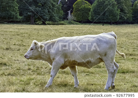 Charolais cattle - young bulls on British farm Charolais cattle - young bulls on British farm 92677995