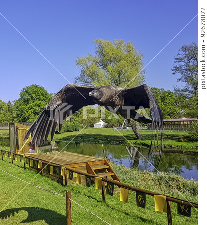 Flying young Andean condor (Vultur gryphus)  92678072