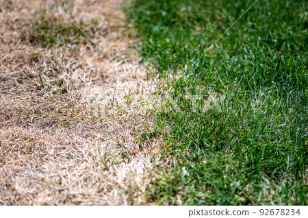 Visible distinction between healthy lawn and chemical burned grass.  92678234