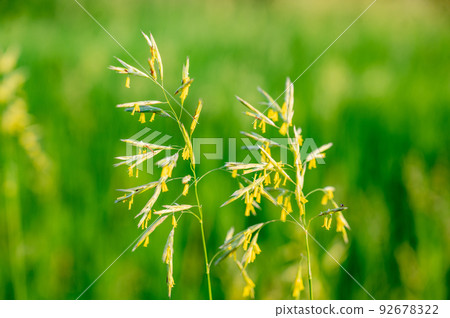 Tall fescue with spikelets in an open pasture. Tall fescue with spikelets in an open pasture. 92678322