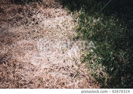 Visible distinction between healthy lawn and chemical burned grass.  92678324