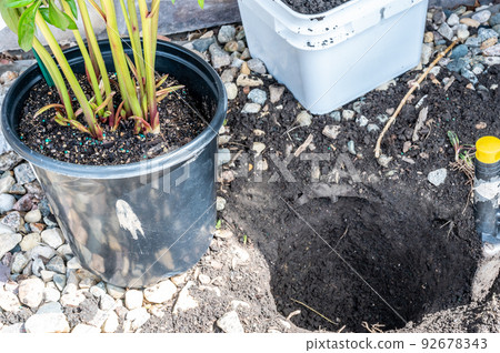 Transplanting a root bound potted plant to a newly dug hole in rocked boarder near a house. 92678343