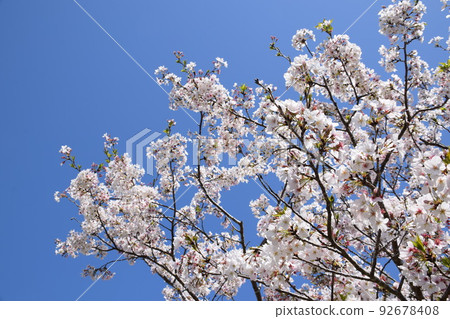 Takaono Chubu Park, when the cherry blossoms bloom Takaono Chubu Park, when the cherry blossoms bloom 92678408