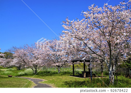 Takaono Chubu Park, when the cherry blossoms bloom Takaono Chubu Park, when the cherry blossoms bloom 92678422