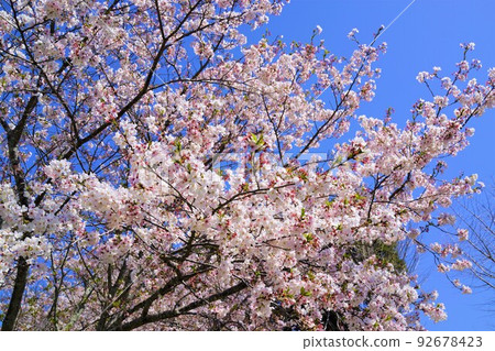 Takaono Chubu Park, when the cherry blossoms bloom Takaono Chubu Park, when the cherry blossoms bloom 92678423