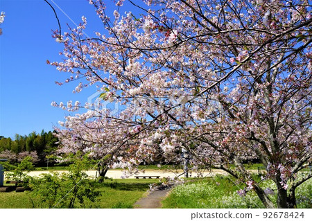 Takaono Chubu Park, when the cherry blossoms bloom Takaono Chubu Park, when the cherry blossoms bloom 92678424