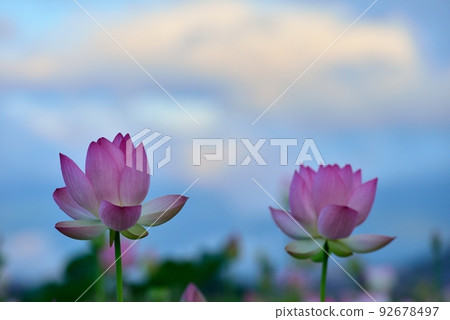 Fujiwara Kyo的蓮花 Fujiwara Kyo的蓮花 92678497