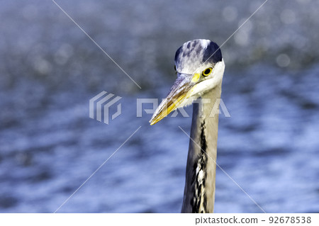 Wild grey heron (Ardea cinerea)  92678538