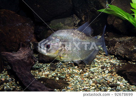 Piranha Black Piranha 92678699