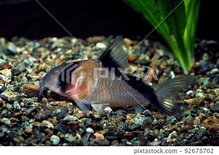 Corydoras Corydoras 大衛桑迪 92678702