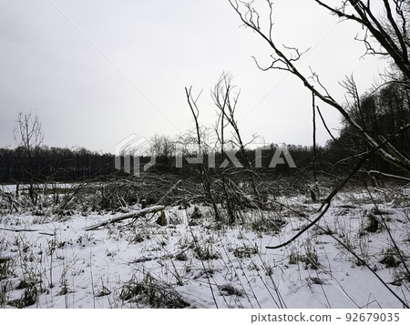 Kampinos National Park in winter - Poland 92679035