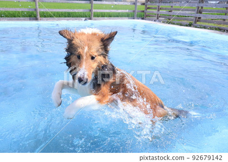 water play and sheltie water play and sheltie 92679142