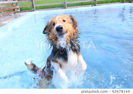 unique dog 92679144
