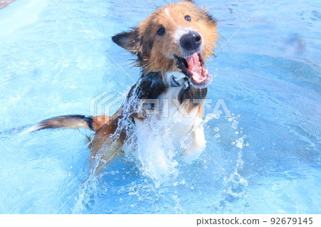 sheltie playing in the water 92679145
