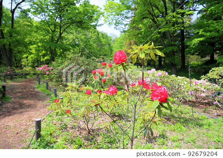 Rhododendron flower 92679204