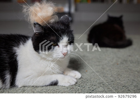 Man grooming cat with special gloves. Pet care. Man grooming cat with special gloves. Pet care. 92679296
