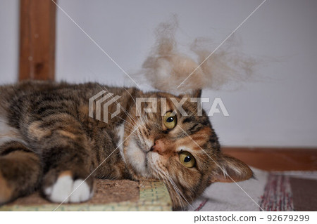 Man grooming cat with special gloves. Pet care. Man grooming cat with special gloves. Pet care. 92679299