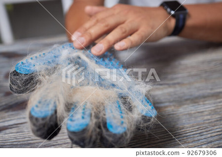 Man grooming cat with special gloves. Pet care. Man grooming cat with special gloves. Pet care. 92679306