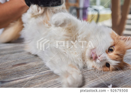 Man grooming cat with special gloves. Pet care. 92679308