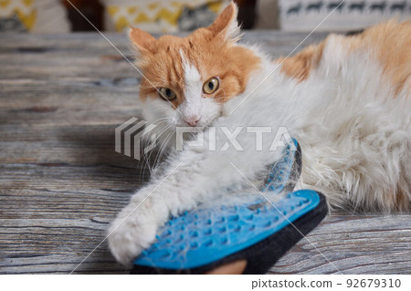 Man grooming cat with special gloves. Pet care. Man grooming cat with special gloves. Pet care. 92679310