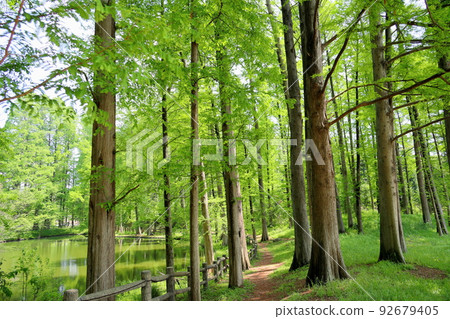 Metasequoia Wakaba Forest Metasequoia Wakaba Forest 92679405