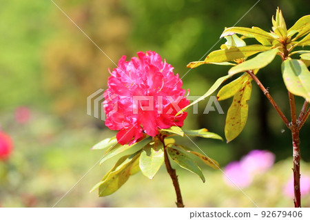 Rhododendron flower 92679406