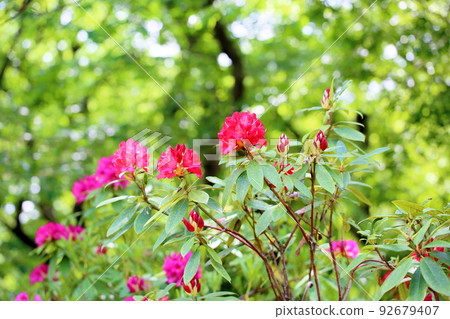 Rhododendron flower Rhododendron flower 92679407