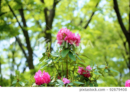 Rhododendron flower 92679408