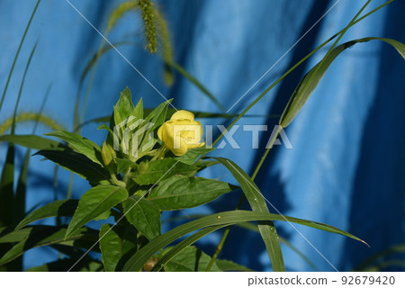 Flower of eagles Flower of eagles 92679420