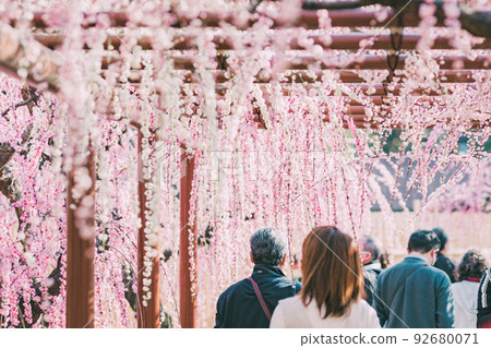 結城神社賞梅花 92680071