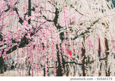 Yuki Shrine's plum garden Yuki Shrine's plum garden 92680179