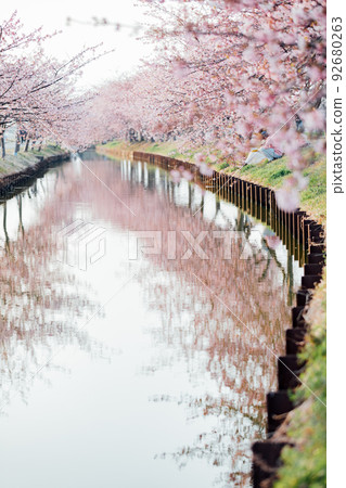 坐在笠松河津櫻花路上一排櫻花樹上的女人 92680263
