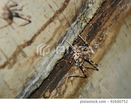 A spotted macaque perched on a tunnel wall A spotted macaque perched on a tunnel wall 92680752