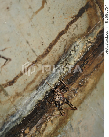 A spotted macaque perched on a tunnel wall 92680754