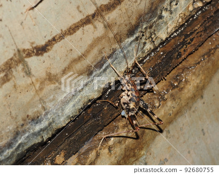 A spotted macaque perched on a tunnel wall 92680755