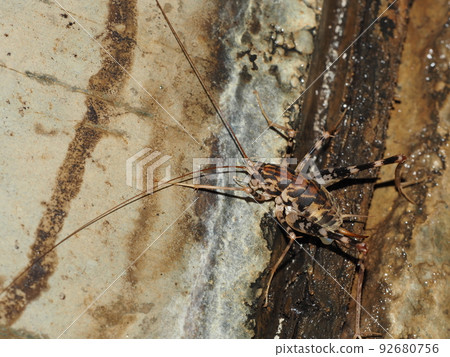 A spotted macaque perched on a tunnel wall A spotted macaque perched on a tunnel wall 92680756