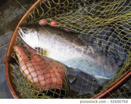 Mountain stream Yamame Mountain stream Yamame 92680768