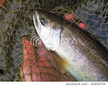 Mountain stream Yamame 92680784