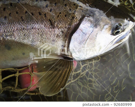 Mountain stream Yamame 92680999