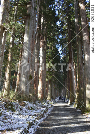 Cedar tree path deep in the mountains 92681031