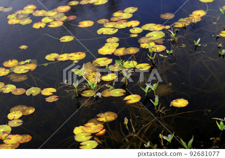 Late autumn Oze 92681077