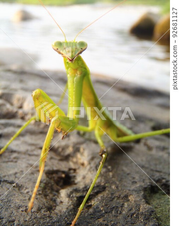 Waterside mantis 92681127