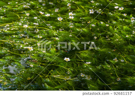 梅花藻 Samegaijuku 梅花藻 Samegaijuku 92681157