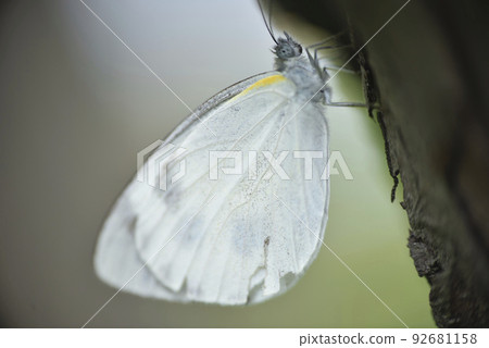 white butterfly perched on tree trunk 92681158