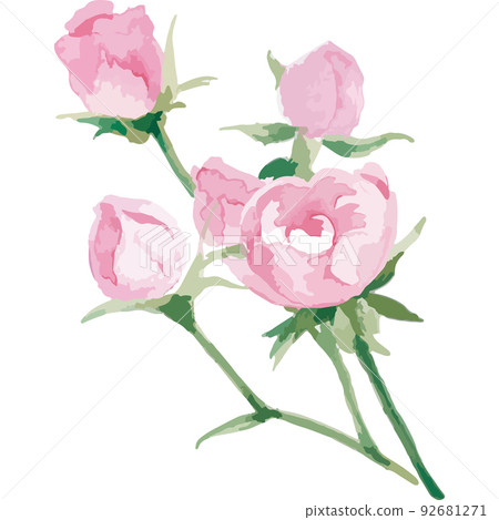 迷你玫瑰水彩 迷你玫瑰水彩 92681271