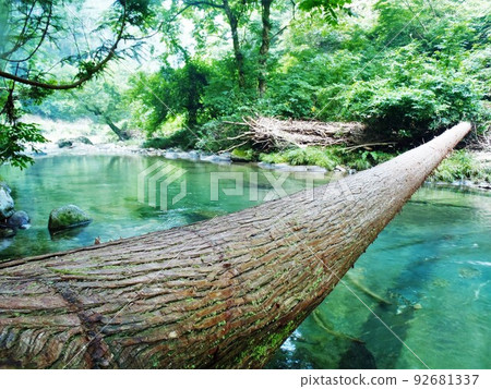 山澗上的一座雪松橋 92681337