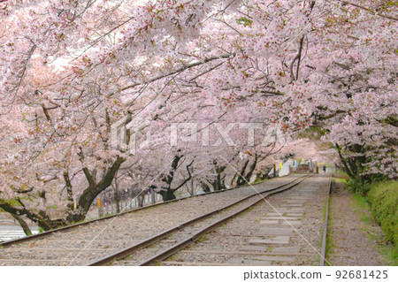 [京都] 蹴上坡櫻花清晨 92681425