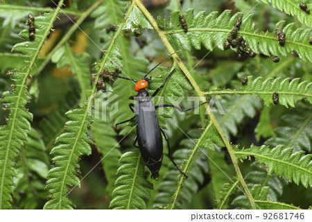 Bean curd insect foraging on plant leaf 92681746