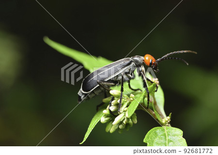 豆芫青昆蟲在植物葉子上覓食 92681772